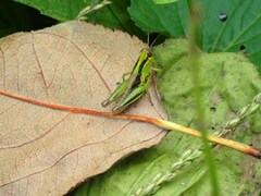 Melanoplus bivittatus