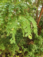 Robinia pseudoacacia