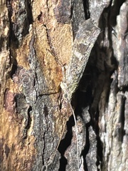 Polycentropodidae