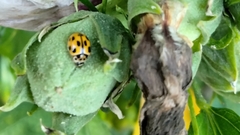 Propylea quatuordecimpunctata
