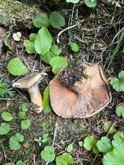 Lactarius deliciosus