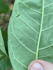 Chionanthus virginicus