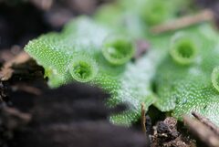 Marchantia