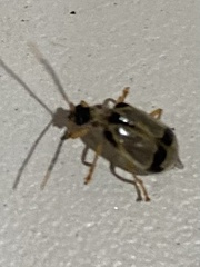 Galerucinae