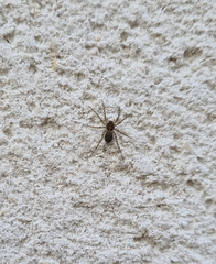 Pardosa