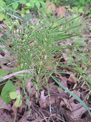 Equisetum arvense