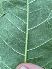 Chionanthus virginicus