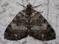 Hydriomena furcata