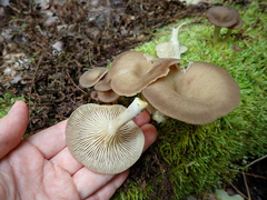 Pseudoarmillariella ectypoides