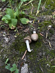 Inocybe