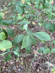 Chionanthus virginicus