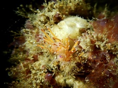 Coryphellina poenicia
