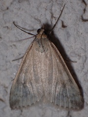 Udea nebulalis