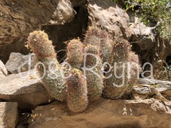 Mammillaria dioica dioica