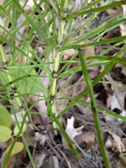 Equisetum arvense