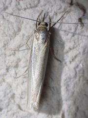Crambus perlella