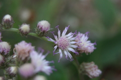 Cyrtocymura