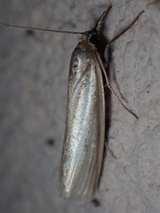 Crambus perlella