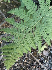 Dryopteris expansa