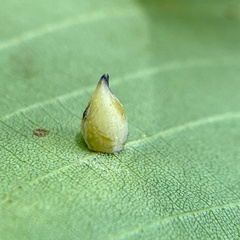 Caryomyia caryaecola
