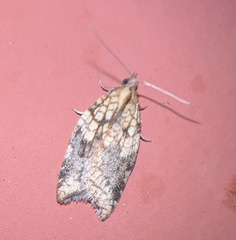 Acleris rhombana