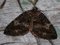 Hydriomena furcata