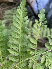 Dryopteris expansa