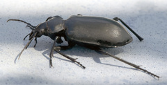 Calosoma peregrinator