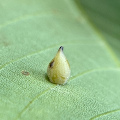 Caryomyia caryaecola