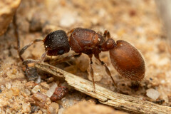 Meranoplus