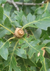Quercus gambelii