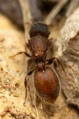 Meranoplus