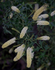 Grevillea flexuosa