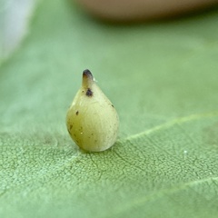 Caryomyia caryaecola