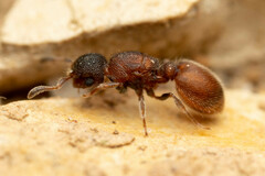 Meranoplus