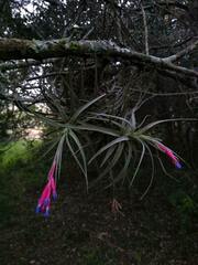 Tillandsia aeranthos