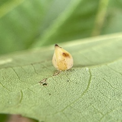 Caryomyia caryaecola