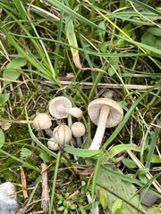 Inocybe pudica