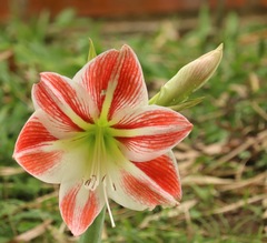 Hippeastrum