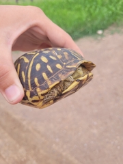 Terrapene ornata