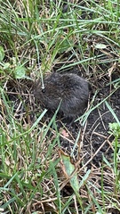 Microtus