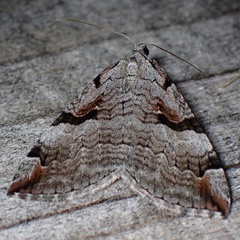 Aplocera