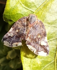 Ricania speculum