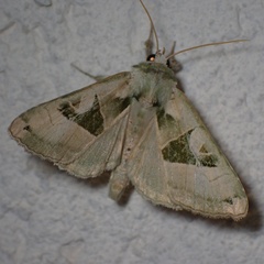 Phlogophora scita