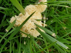 Fuligo septica