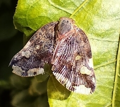 Ricania speculum