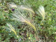 Hordeum jubatum