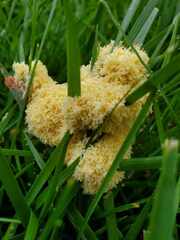 Fuligo septica