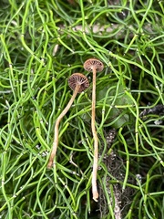 Deconica