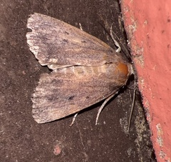 Amphipyra tragopoginis